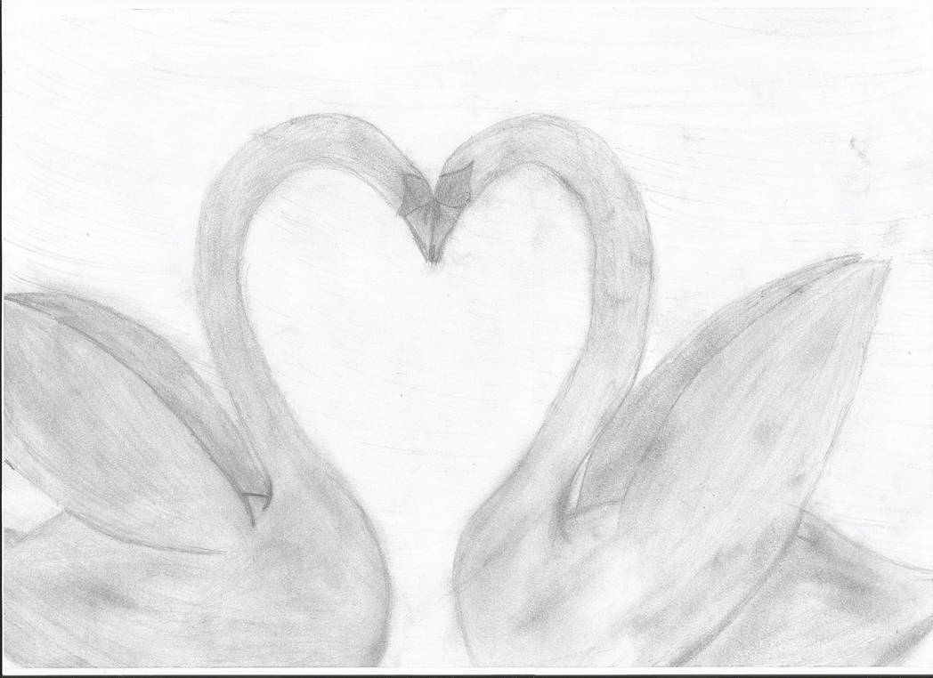 1048x762 Swans Forming Heart Drawing - Swan Heart Drawing