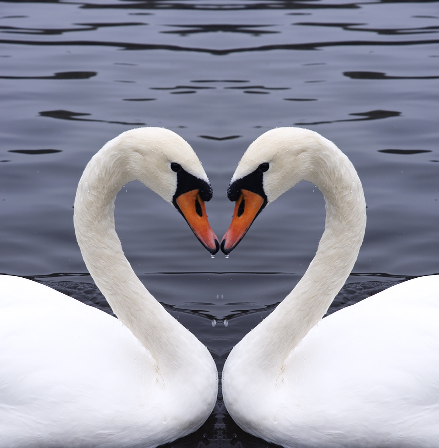 882x900 Two Swans Drawing Hd Wallpaper, Background Images - Swan Heart Drawing