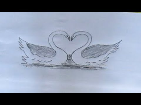 480x360 how to sketch swan, how to draw beautiful swan, drawing beautiful - Swan Heart Drawing