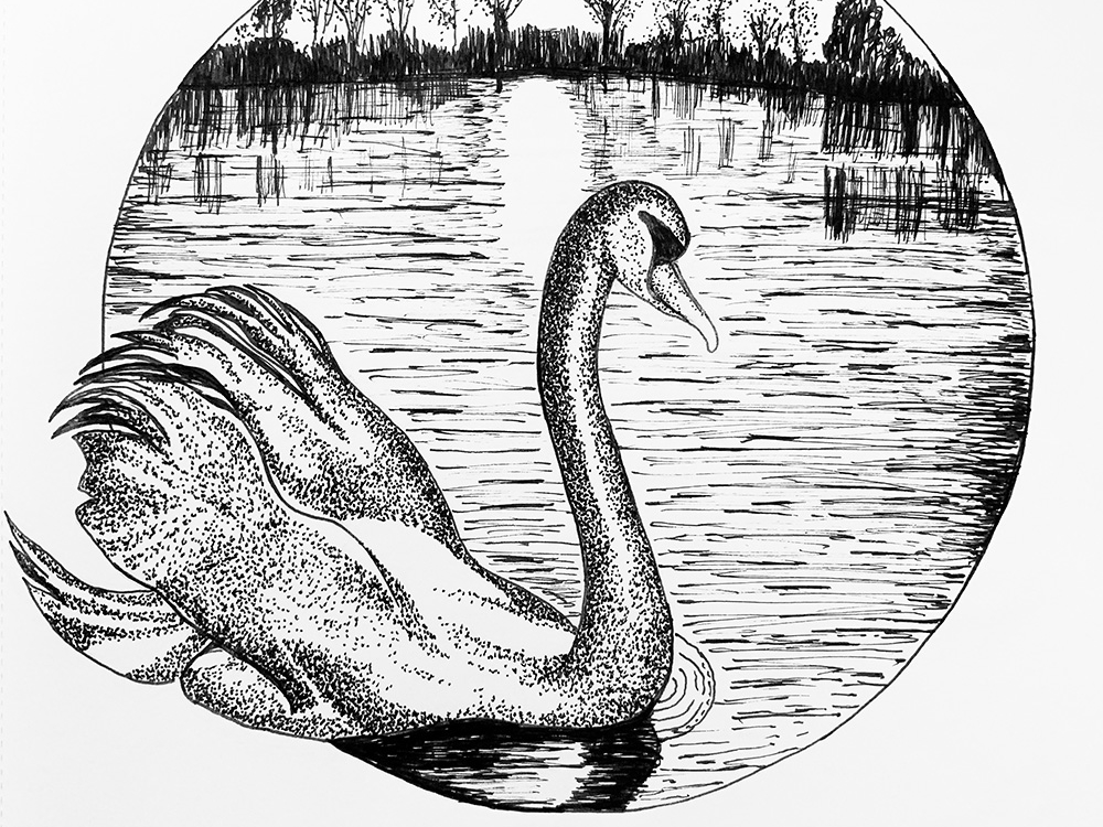 1000x750 Inktober - Swan Lake Drawing