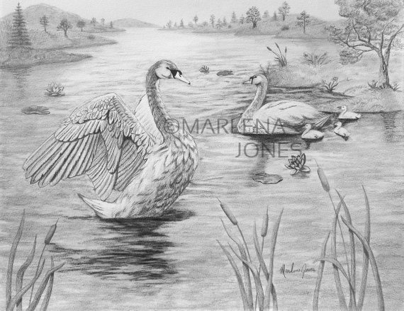 570x439 Original Graphite Pencil Drawing X Swan Lake Etsy - Swan Lake Drawing