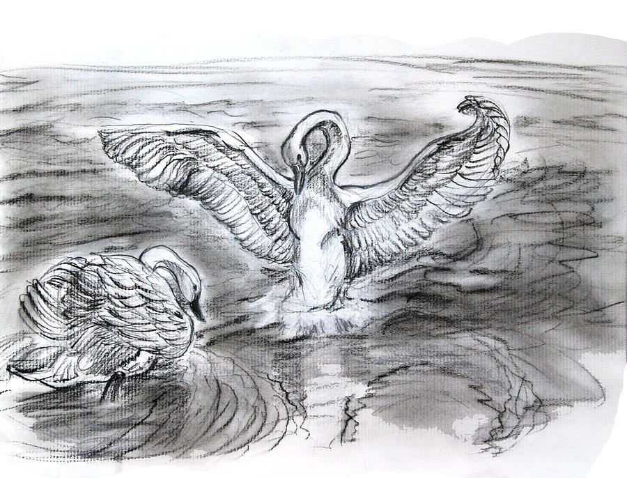 900x686 Swan Lake Drawing - Swan Lake Drawing