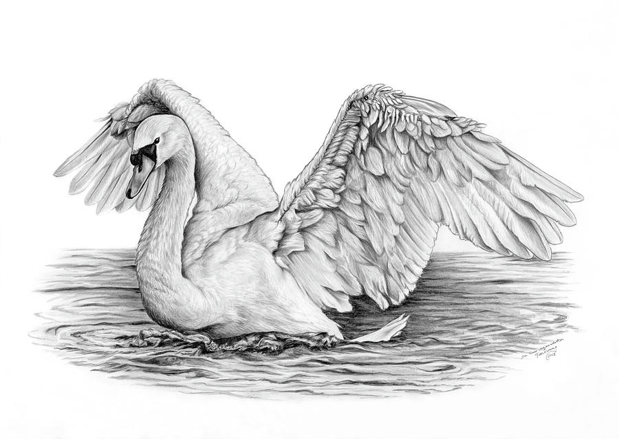 900x638 Swanlake Drawing - Swan Lake Drawing
