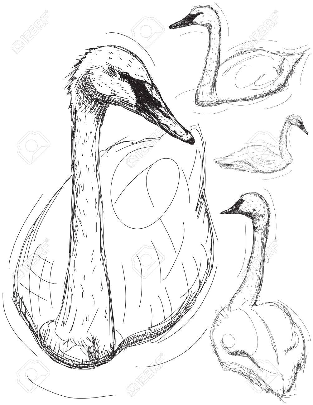 1004x1300 Drawn Swan Line Drawing - Swan Line Drawing