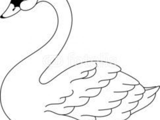 640x480 Drawn Swan Line Drawing - Swan Line Drawing