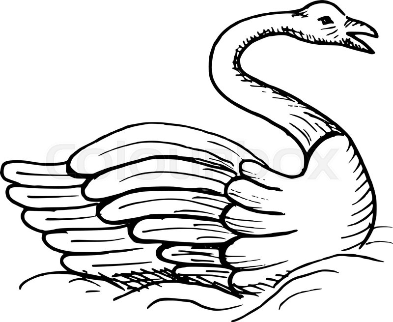 800x655 Drawn Swan Line Drawing - Swan Line Drawing