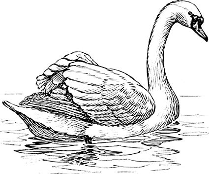 425x353 X Acrylic Fridge Magnet Line Drawing Swan - Swan Line Drawing