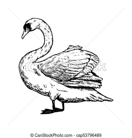 450x470 Swan Bird Engraving Vector Illustration Isolated Image On White - Swan Line Drawing