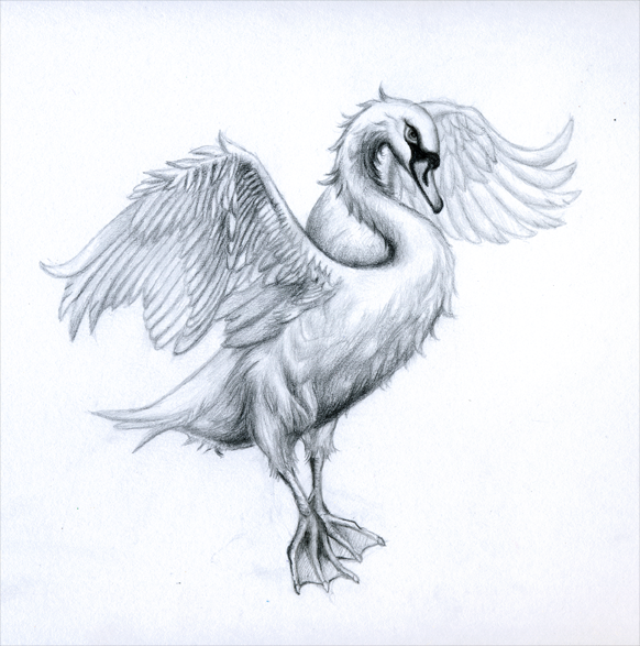 582x587 Swan Tattoo Design In White Colour - Swan Tattoo Drawing