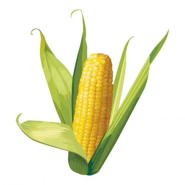 626x626 corn vectors, photos and free download - Sweet Corn Drawing