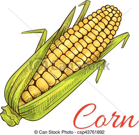 450x439 corn cob vegetable vector sketch corn vegetable sketch vector - Sweet Corn Drawing