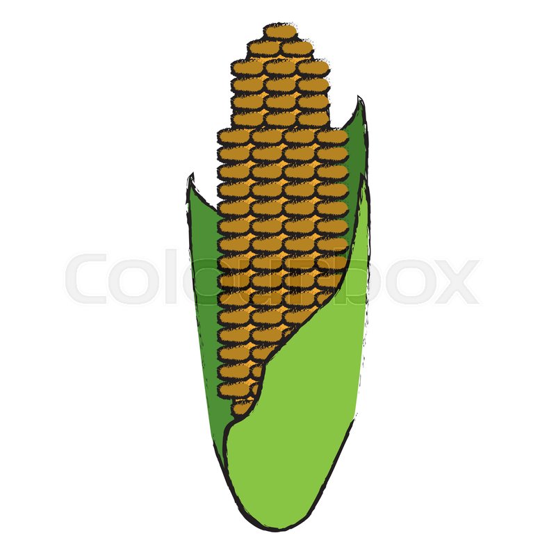 800x800 drawing corn cob ripe leaves icon stock vector colourbox - Sweet Corn Drawing