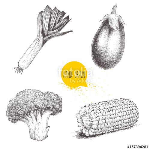 500x500 hand drawn sketch style vegetables set leek, eggplant, broccoli - Sweet Corn Drawing