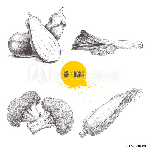 500x500 hand drawn sketch style vegetables set leeks and slices, eggplant - Sweet Corn Drawing