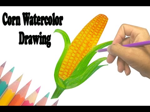 480x360 how to draw a corn cob step - Sweet Corn Drawing