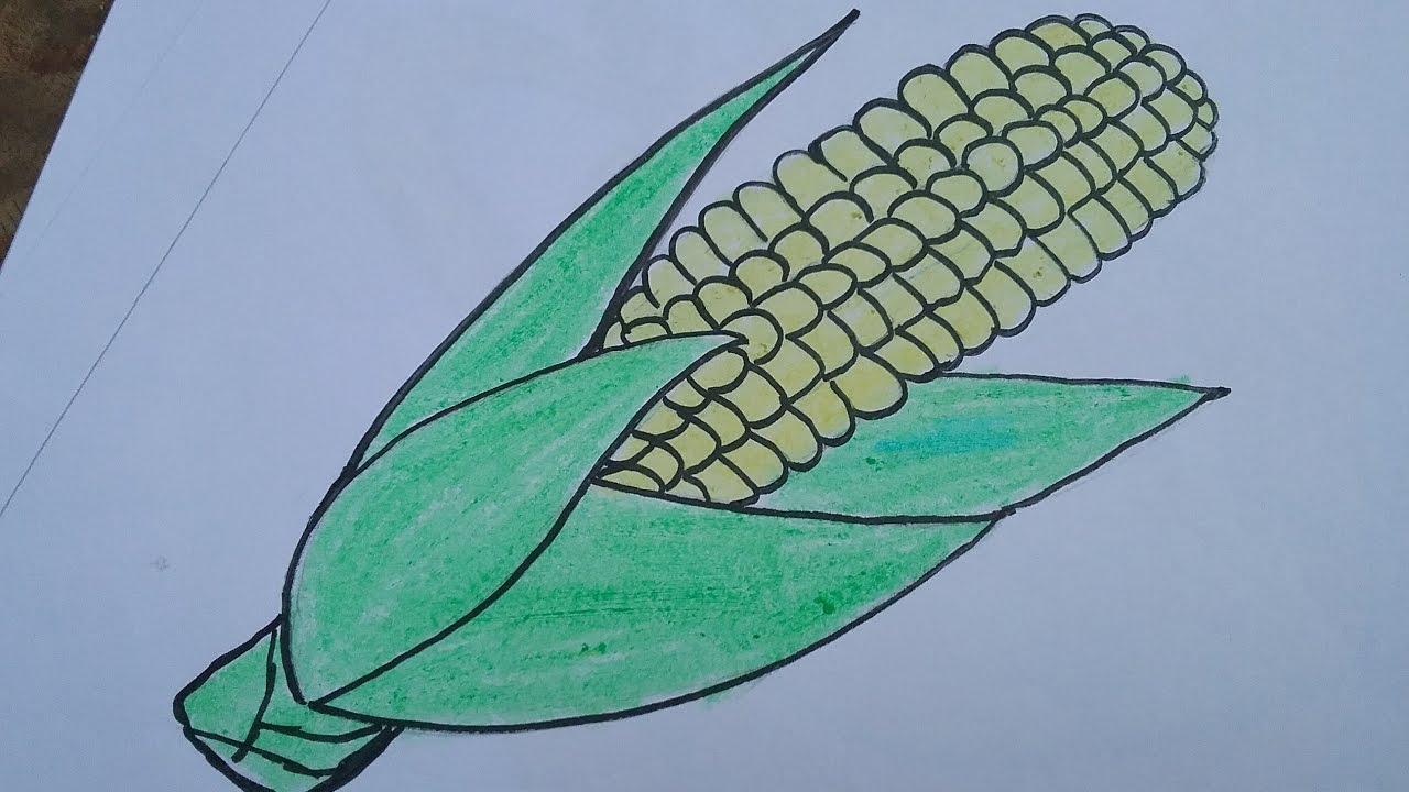 1280x720 how to draw a corn with basic shapes,drawing and colouring - Sweet Corn Drawing