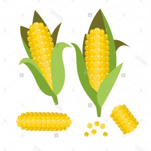 300x300 photostock vector vector illustration sketch drawing sweet corn - Sweet Corn Drawing