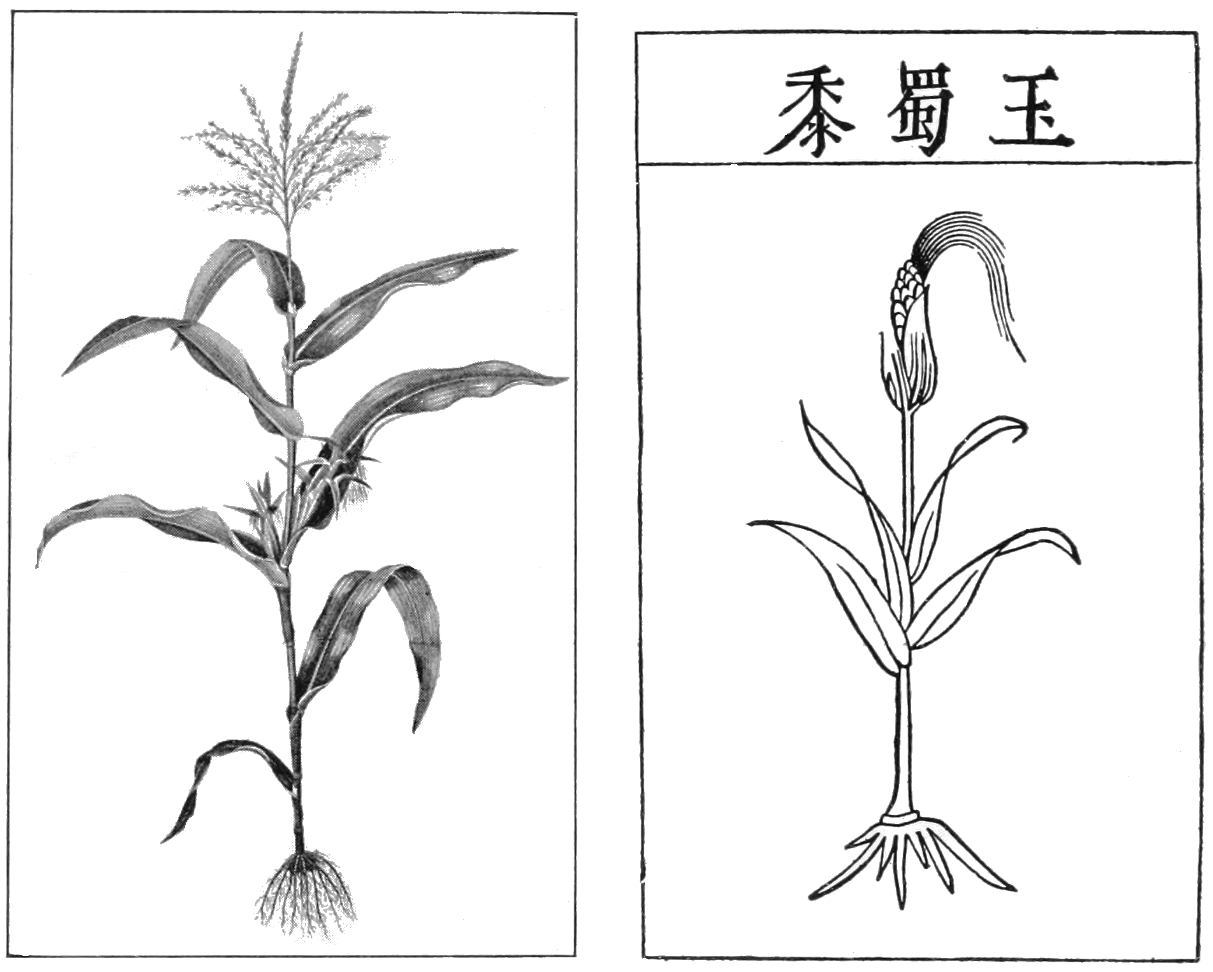 1736x1391 popular science monthlyvolume chronicle - Sweet Corn Drawing