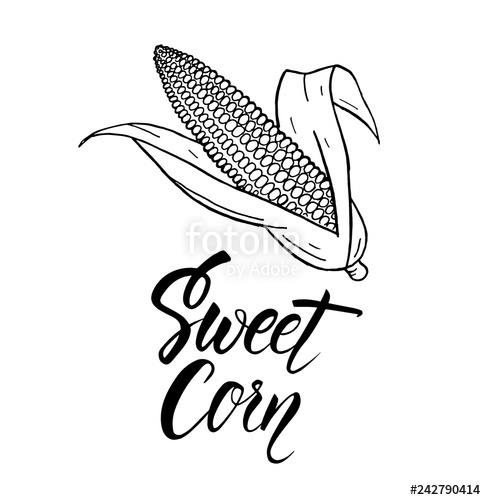 486x500 sweet corn hand drawn lettering food concept design for shop - Sweet Corn Drawing