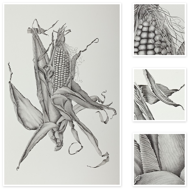 660x660 Zea Mays - Sweet Corn Drawing
