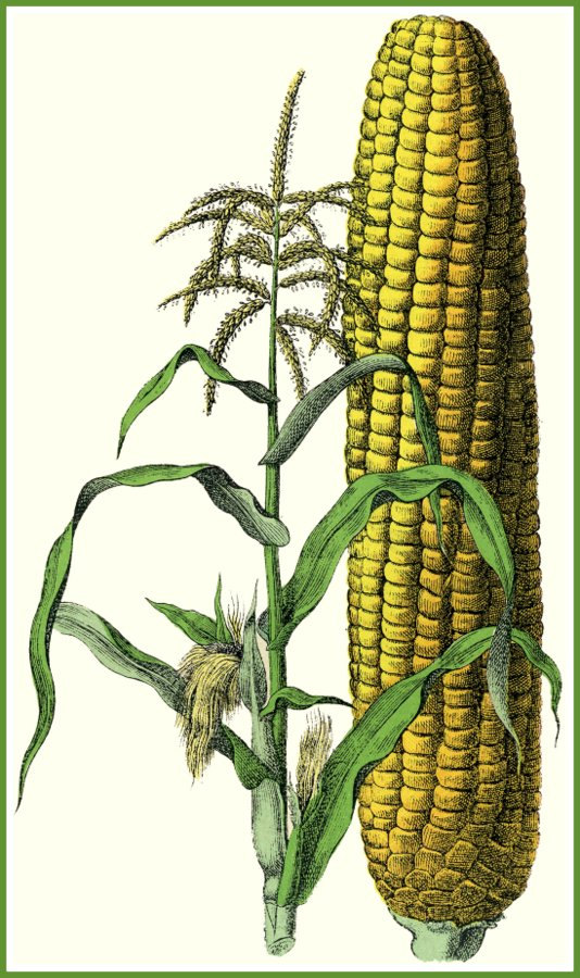 534x900 art print kitchen art sweet corn victorian - Sweet Corn Drawing
