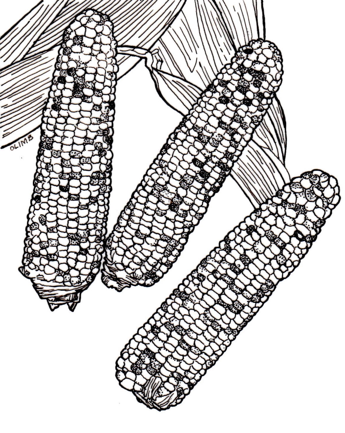 1171x1466 corn, sweet indian summer all america selections - Sweet Corn Drawing