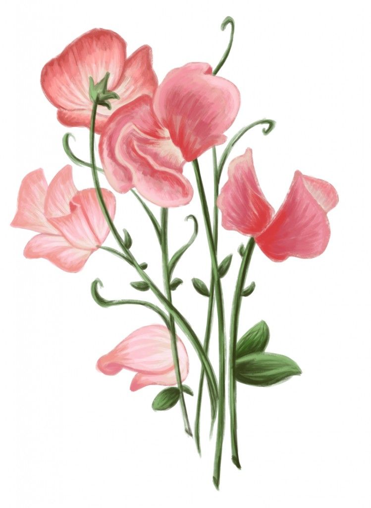 749x1024 drawing flower ideas sweet - Sweet Pea Drawing