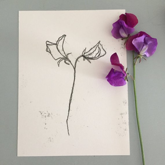 570x570 simple sweet pea botanical illustration original hand drawn etsy - Sweet Pea Drawing