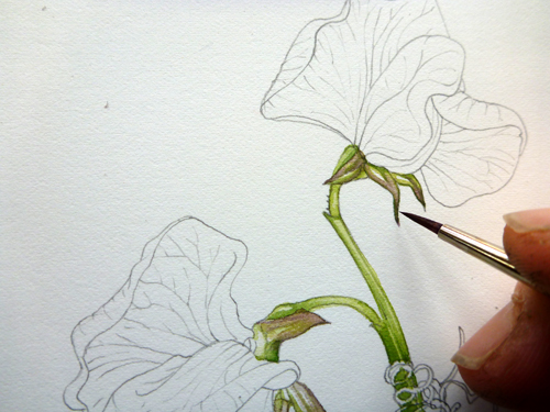 500x375 Step - Sweet Pea Drawing