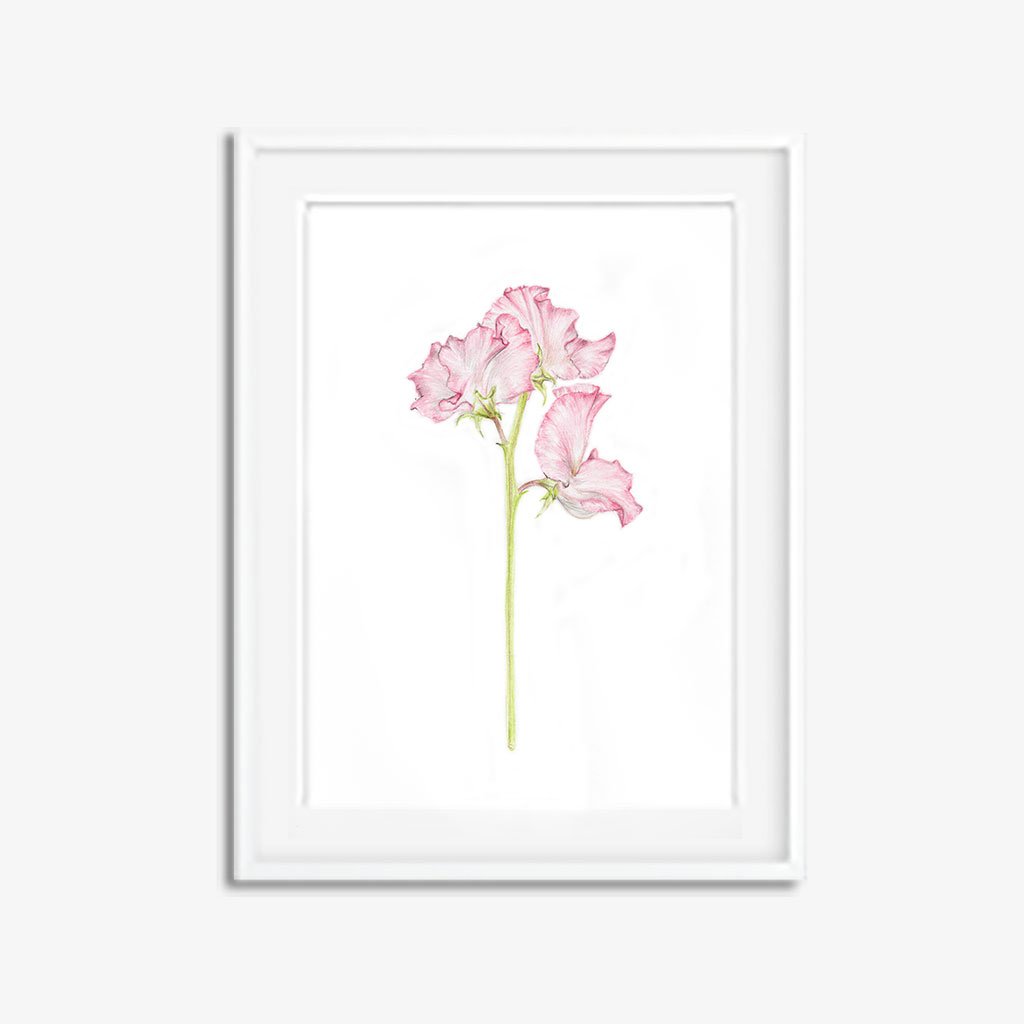 1024x1024 sweet pea original botanical pencil drawing carmen hui art - Sweet Pea Drawing