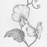 150x150 sweet pea cutters world of sugar art - Sweet Pea Drawing