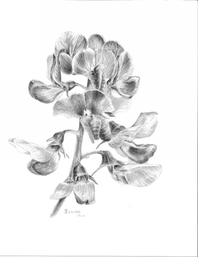695x900 sweet pea drawing - Sweet Pea Drawing