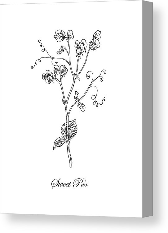 542x750 sweet pea flower botanical drawing canvas print canvas art - Sweet Pea Drawing