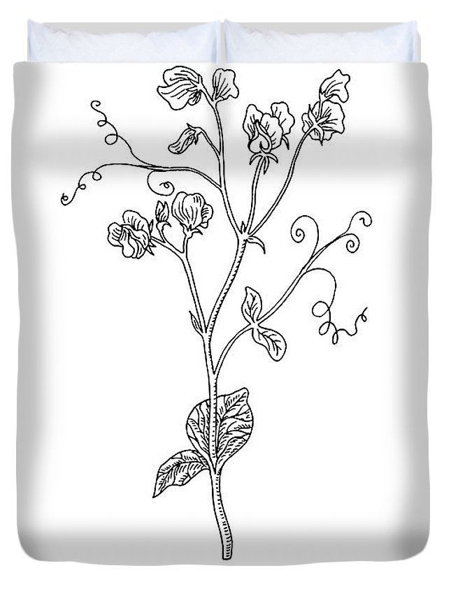 645x853 sweet pea flower botanical drawing duvet cover for sale - Sweet Pea Drawing