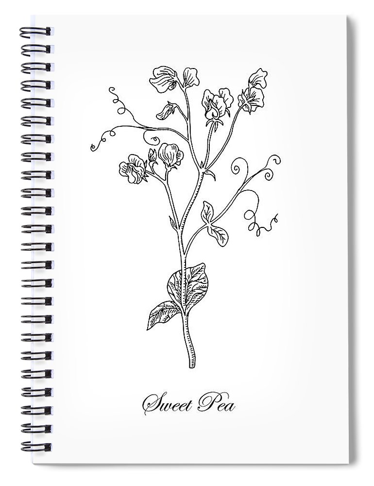 770x1000 sweet pea flower botanical drawing spiral notebook for sale - Sweet Pea Drawing