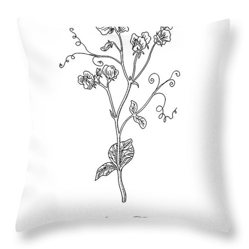 500x500 sweet pea flower botanical drawing throw pillow for sale - Sweet Pea Drawing