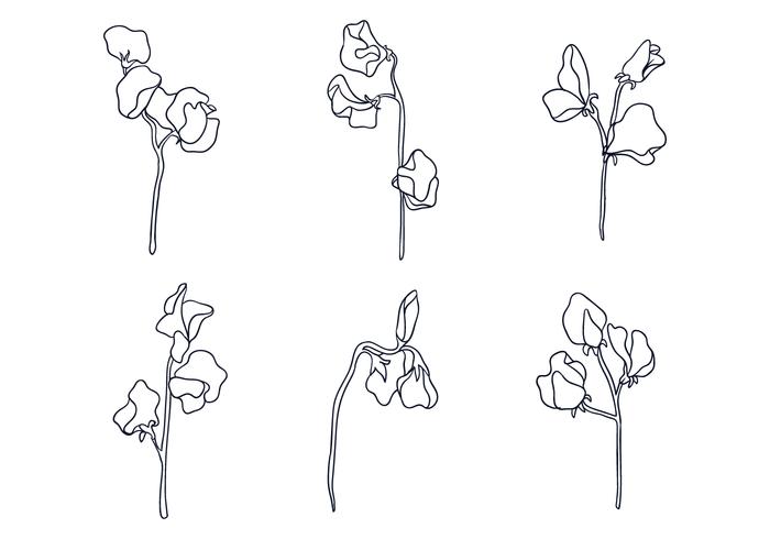 700x490 sweet pea ilustration - Sweet Pea Drawing