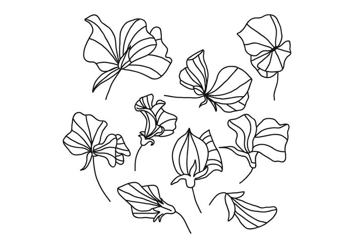 700x490 black and white sweet pea flowers - Sweet Pea Drawing