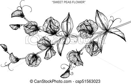 450x290 sweet pea flower drawing and sketch with black and white line art - Sweet Pea Drawing