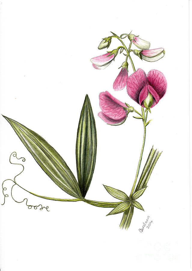 639x900 Sweetpea Drawing - Sweet Pea Drawing