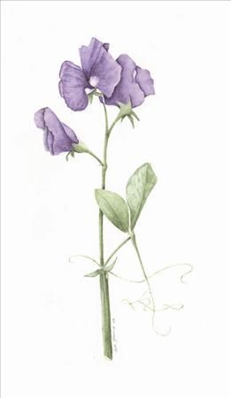 261x450 sweet pea drawing - Sweet Pea Drawing