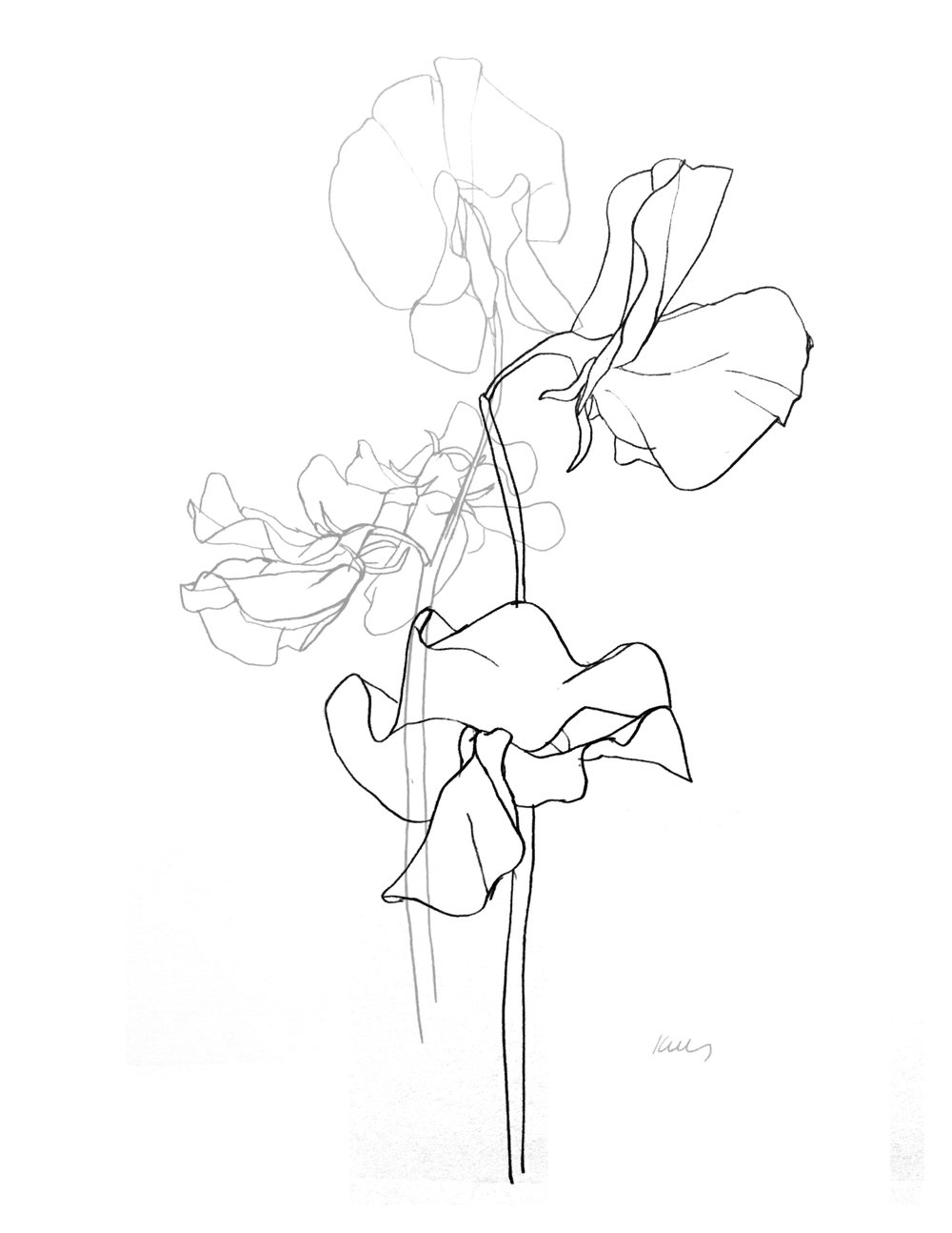 1000x1294 Deposit For Ellsworth Kelly Tattoo - Sweet Pea Drawing