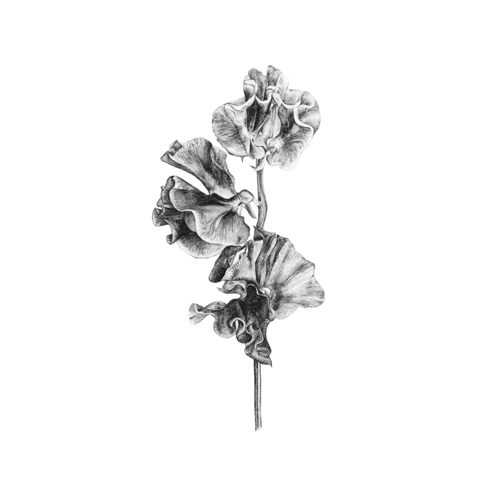 1000x999 limited edition sweet pea print - Sweet Pea Drawing
