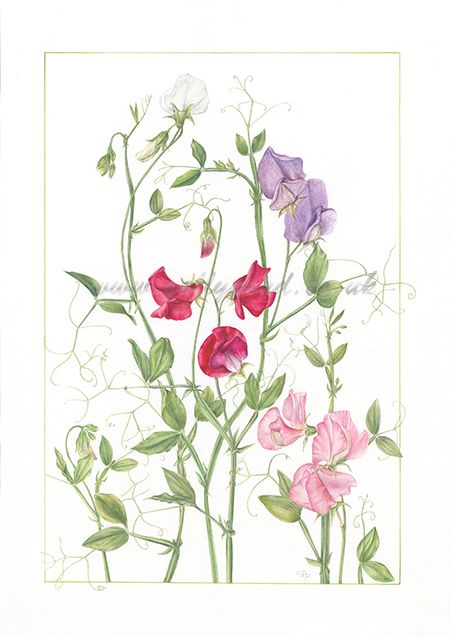 450x636 lathyrus odoratus drawing mixed sweet pea tatoo lathyrus - Sweet Pea Drawing