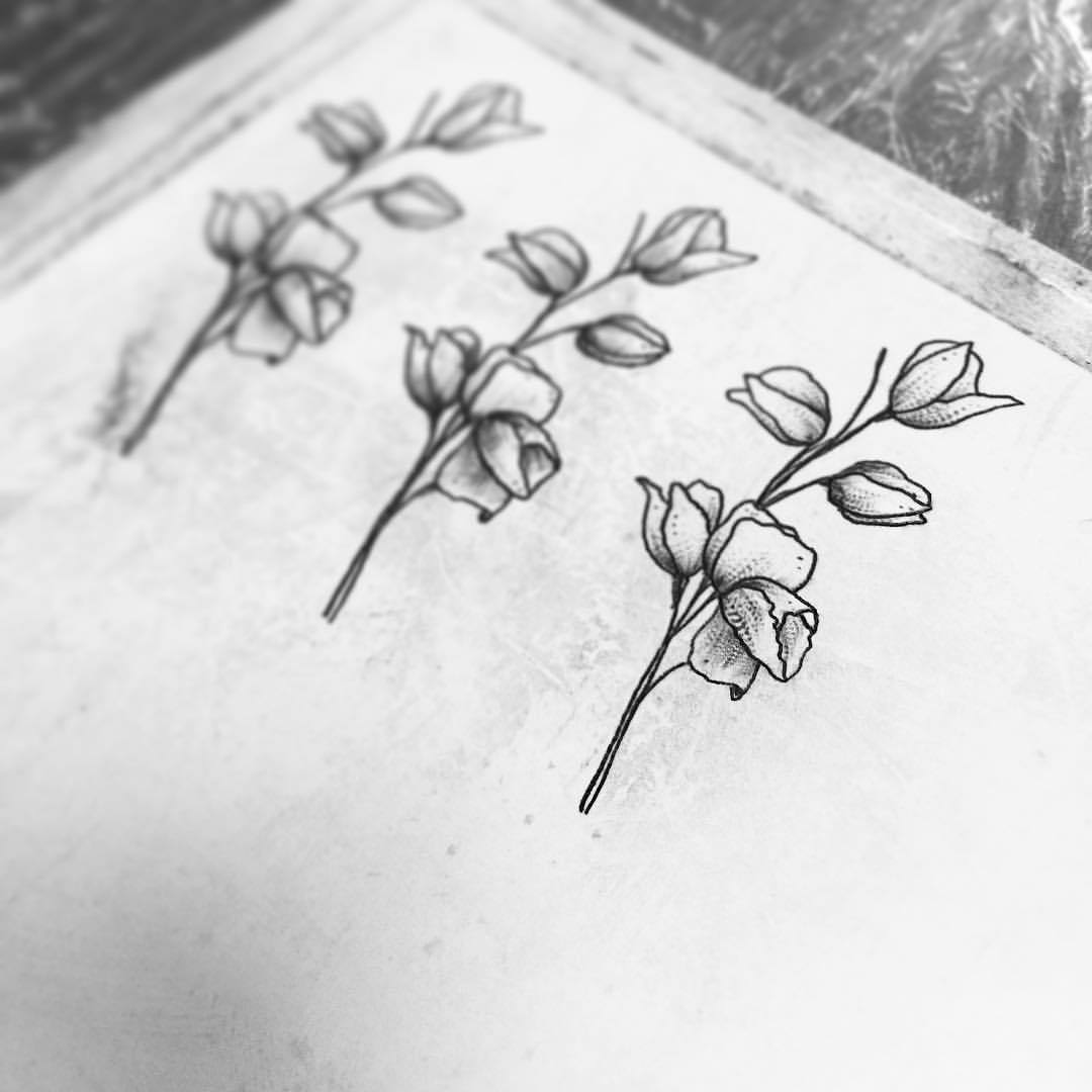 1080x1080 Jake Harry Ditchfield Little Sweetpea Flowers - Sweet Pea Flower Drawing