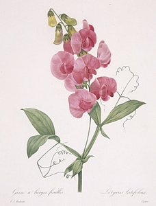 228x300 pea flower drawings fine art america - Sweet Pea Flower Drawing