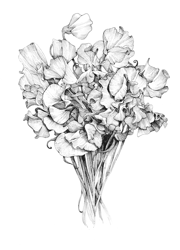 600x833 pictures drawings of sweet pea flowers - Sweet Pea Flower Drawing