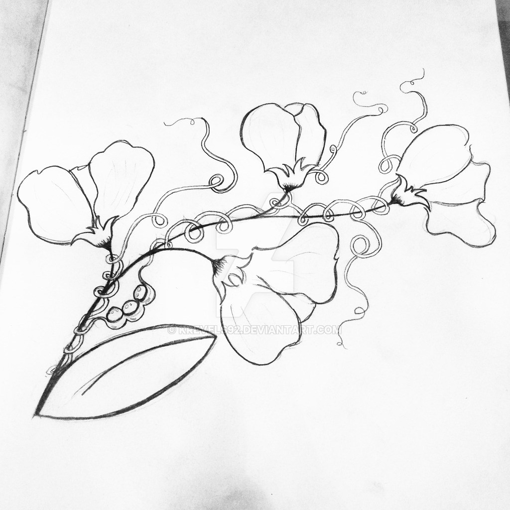1024x1024 pictures of sweet pea flower tattoos - Sweet Pea Flower Drawing