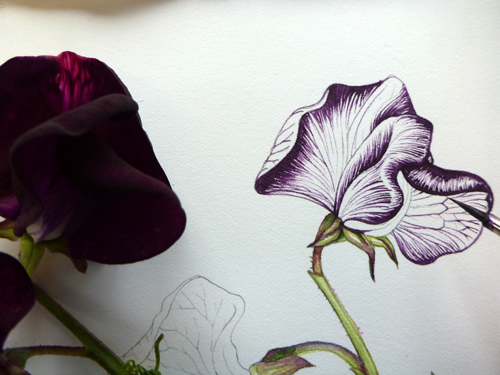 500x375 Step - Sweet Pea Flower Drawing