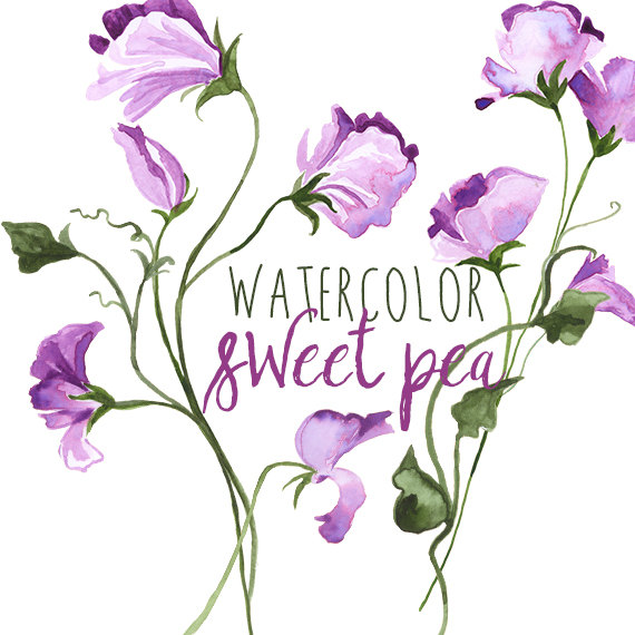 570x570 sweet pea border clipart, free download clipart - Sweet Pea Flower Drawing